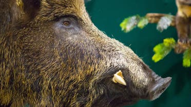 Head of a wild boar. (Shutterstock)