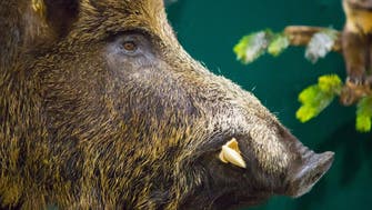 Wild boars cause chaos in Japan school
