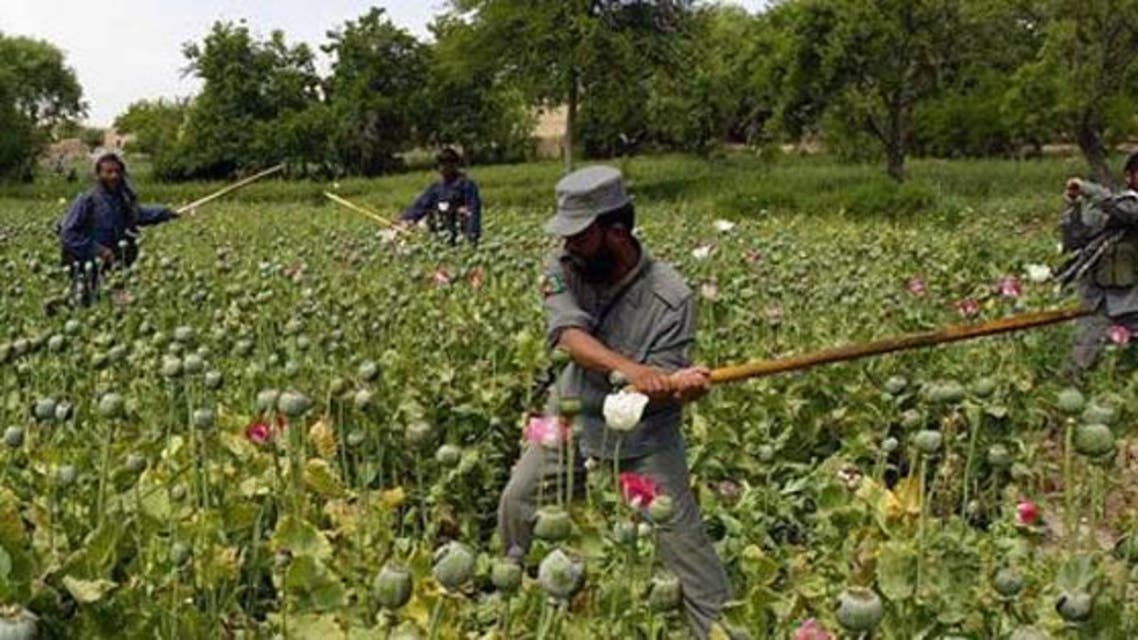 230 جریب زمین کشت کوکنار در هرات افغانستان تخریب شد