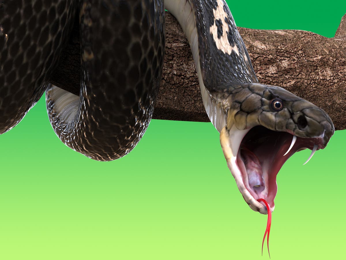 8 حقائق شيقة عن الثعابين.. منها أنها تجلب الحظ!