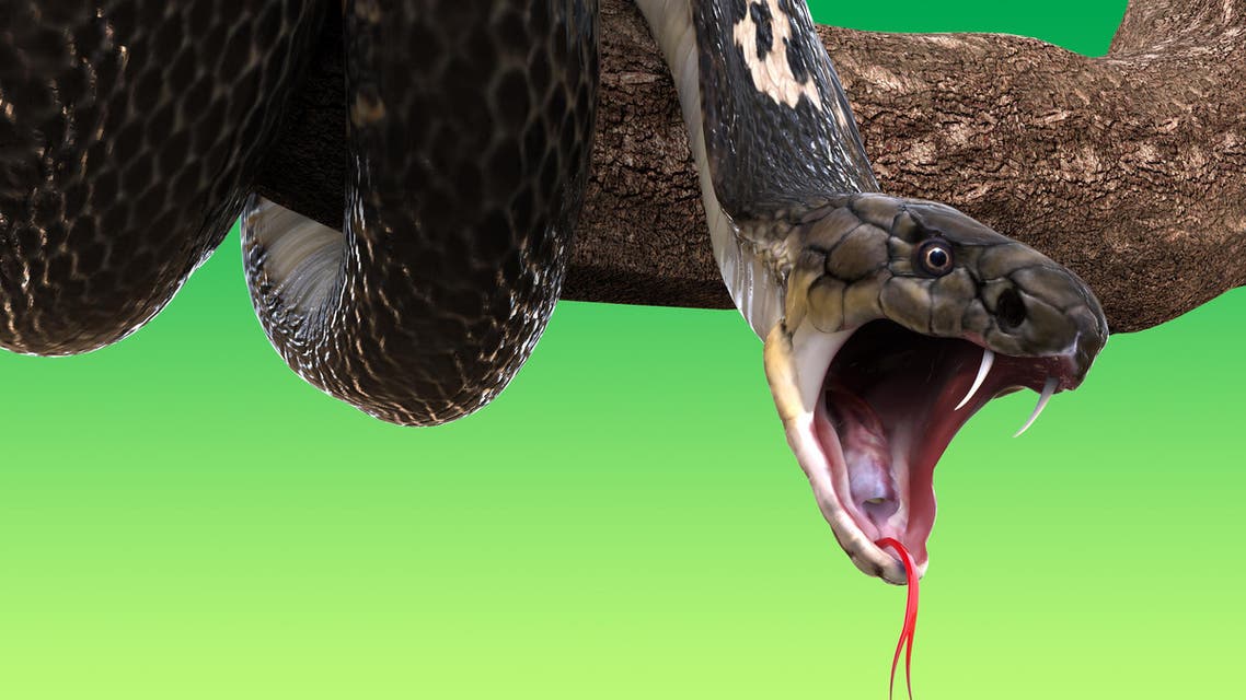 8 حقائق شيقة عن الثعابين منها أنها تجلب الحظ