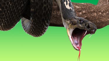 King cobra snake - Stock image... 