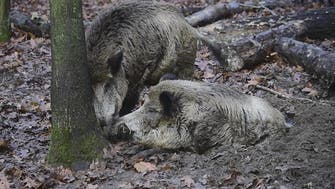The new Berliners: Wild boars thrive in German capital