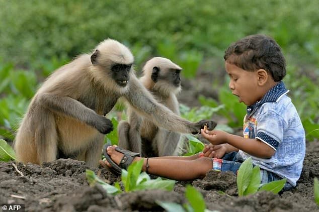 monkey toddler afp