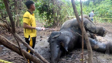 A pregnant elephant has been found dead in a palm oil plantation on Indonesia’s Sumatra island, in what authorities suspect was a deliberate poisoning, an official said on December 27. (AFP)