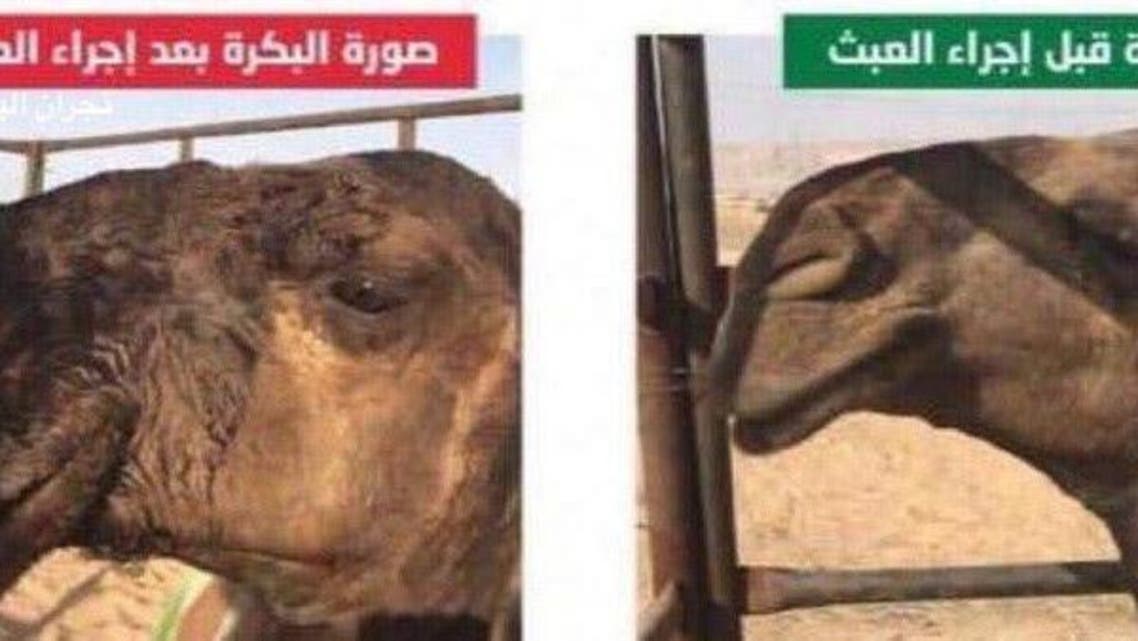 اونٹ