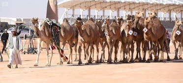 مهرجان الملك عبد العزيز للإبل