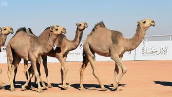 King Abdul Aziz Camel Festival kicks off in Saudi Arabia