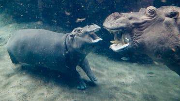 Fiona, a Nile hippopotamus, center, plays with her mother Bibi, right, in their enclosure at the Cincinnati Zoo & Botanical Garden, Thursday, Nov. 2, 2017, in Cincinnati. Born six weeks prematurely at 29 pounds, well below the common 50-100 pound range, and required nonstop critical care by zookeepers to ensure her survival. The 9-month-old media sensation's father, Henry, was euthanized on Oct. 31 after battling health issues for months, losing significant weight, and displaying no appetite or signs of possible improvement of his condition. (AP Photo/John Minchillo)