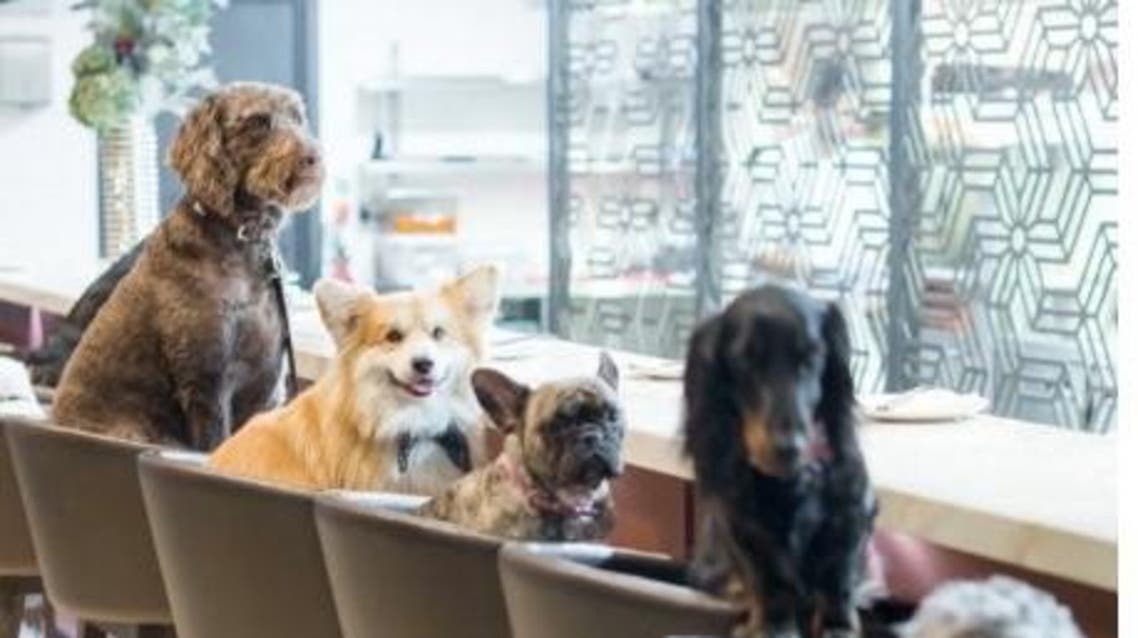 animal cafe alexandria. (Social media)