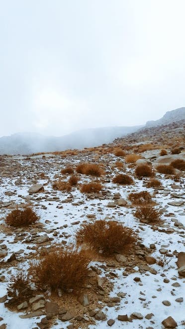 جبل اللوز أولى محطات الزائر الأبيض في السعودية