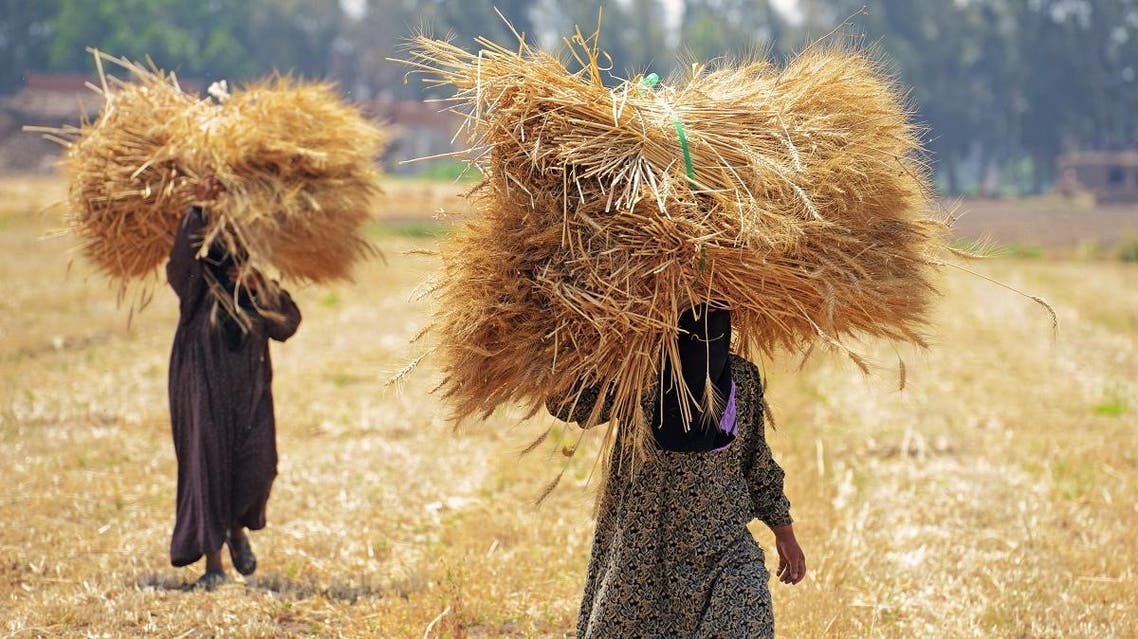 Egyptian workers harvest wheat in the village of Shamma in the Egyptian Nile Delta province of al-Minufiyah. (AFP)
