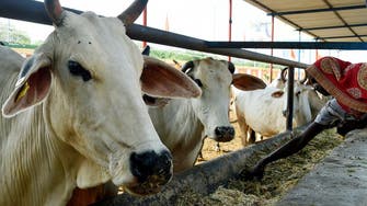 Nobody moove! cow causes chaos at Indian airport 