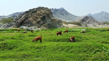 Valley 11