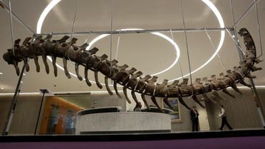 Fossilized tail of a sauropod of the Atlasaurus imelakei species is displayed at the lobby of the BBVA Bancomer tower in Mexico City. (Reuters)