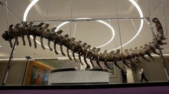 Morocco probes dinosaur tail sold in Mexico auction