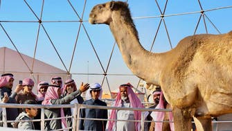 WATCH: The tallest camel in the world at the Saudi Camel Festival