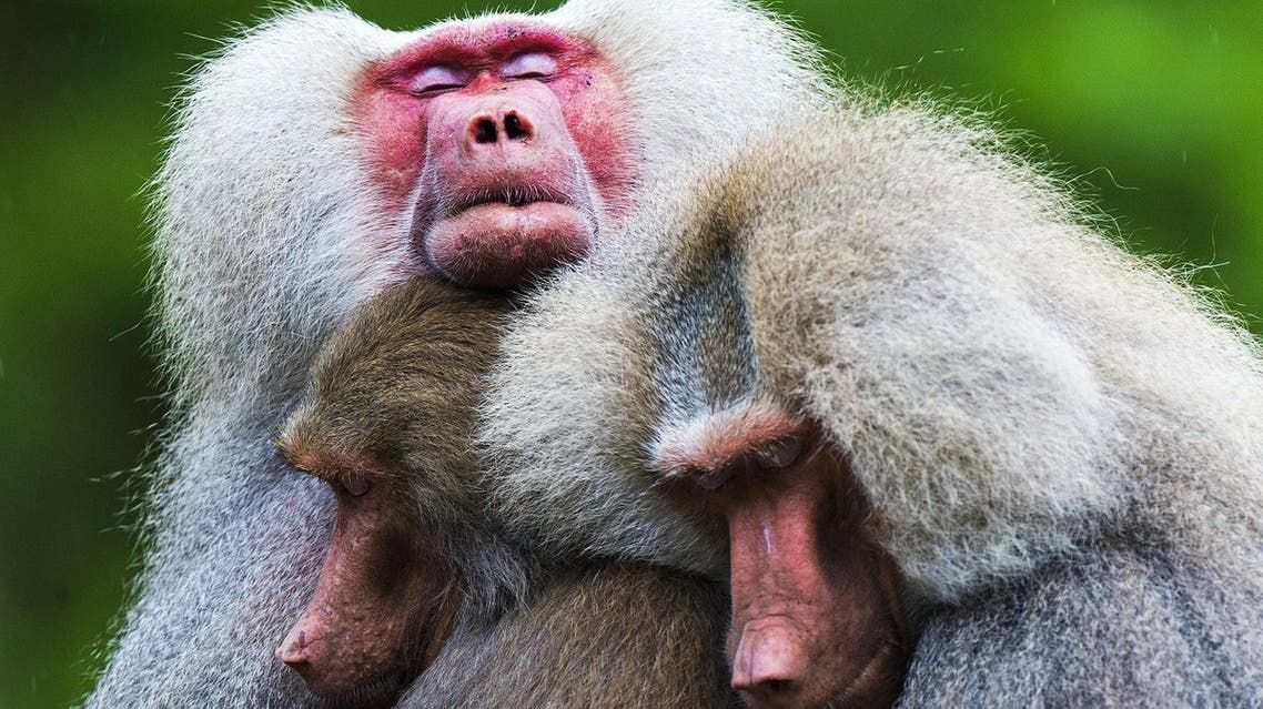 baboons (AFP)