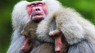 Three baboons on the loose at Paris zoo, 50 escaped