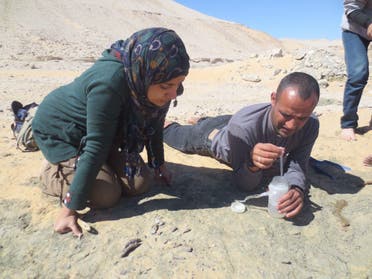 Researchers found a dinosaur fossil in an oasis in the western desert of Egypt. (Supplied)