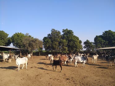 Many companies have donated huge funds to gaushalas or cow sheds. (Supplied)