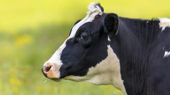 Dutch moo-ved to save Hermien the escaping cow 