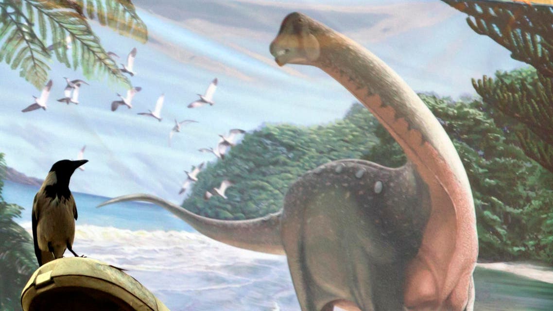 Mansourasaurus AP