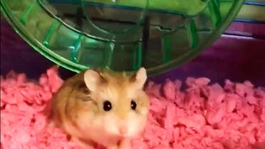 Woman flushes down hamster as airline refuses 'Pebbles' the cuddly creature | Al Arabiya English Woman flushes down hamster as airline refuses 'Pebbles' the cuddly creature | Al Arabiya English