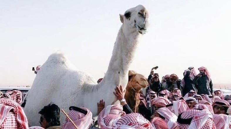 One of the ‘most beautiful and expensive’ camels in the Gulf passes