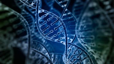 Spiral strands of DNA on the dark background - Stock image... 