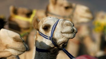 camels. (Reuters)