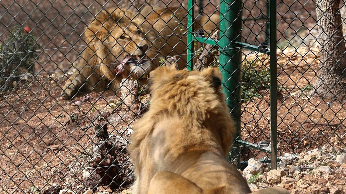 In this Saturday, Feb. 24, 2018 photo, Saeed, front, and Simba who were rescued from Syria and Iraq by the animal rights group Four Paws, are pepared for their departure from the Al-Ma'wa Animal Sanctuary near Souf, in northern Jordan. (AP)