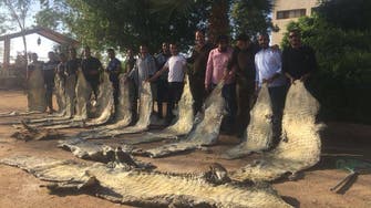 Egypt foils biggest illegal operation to trade crocodile skin