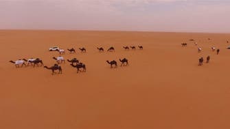 WATCH: Title-winning camels honored in Saudi desert