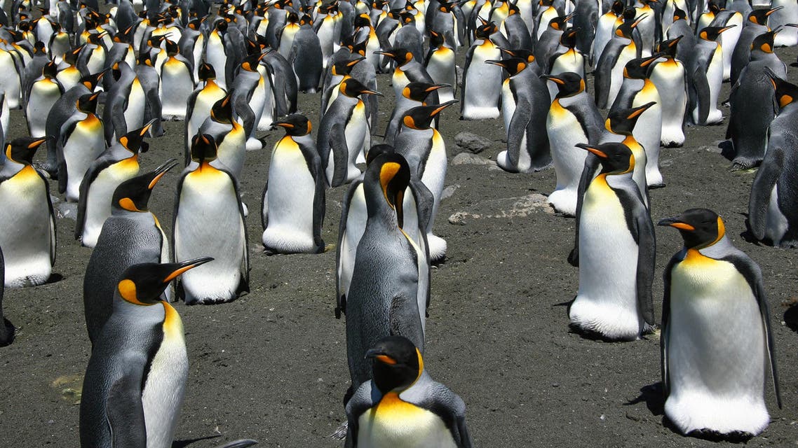This undated handout photo released by the CNRS/IPEV/CSM shows King Penguins from the Possession Island in the Crozet archipelago. Global warming is on track to wipe out 70 percent of the world's King penguins by century's end, putting the regal birds on a path towards extinction, researchers warned February 26. Celine Le Bohec / CNRS / AFP
