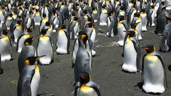 1.5 million penguins discovered on remote Antarctic islands