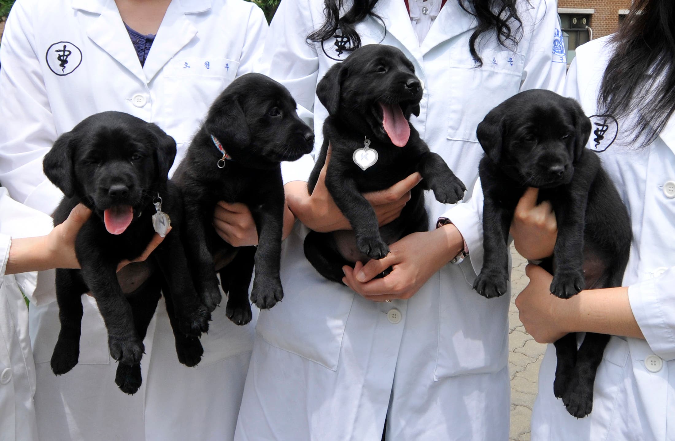 Four puppies, cloned from a labrador retriever, pose for a photograph with researchers at Seoul National University's College of Veterinary Medicine in Seoul July 1, 2008. Two South Korean labs are offering pet owners the chance to clone dogs, but for those looking to bring back a beloved beagle, be ready to wait in line and have plenty of cash on hand. REUTERS/Ben Weller (SOUTH KOREA)