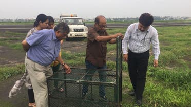 Officials examining traps for catching jackals at Calcutta airport. (Supplied)