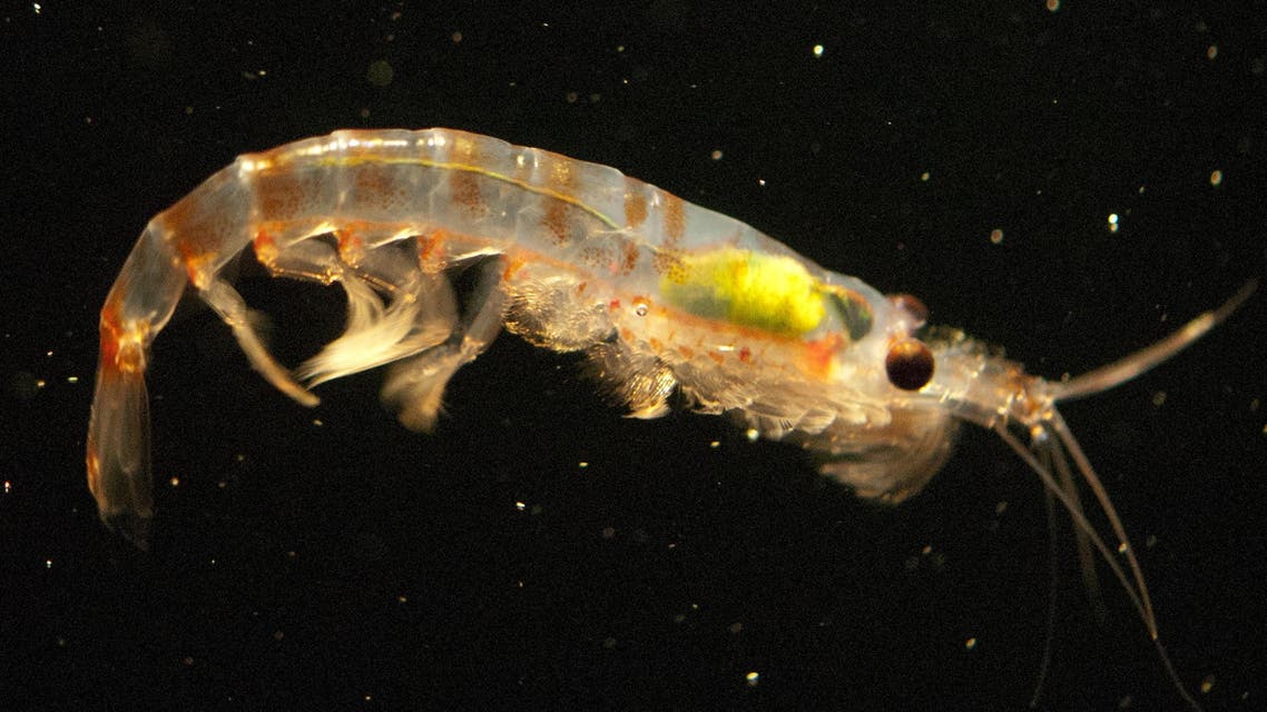 In this undated handout photo from Krill biologist Rob King released on March 9, 2018 a single krill swims at the Australian Antarctic Division's (AAD) krill aquarium in Hobart, Tasmania. They might be at the bottom of the food chain, but krill could prove to be a secret weapon in the fight against the growing threat of plastic pollution in the world's oceans as new research on March 9, 2018 shows the tiny zooplankton physically break down microplastics -- under five milimetres -- before excreting them back into the environment in an even smaller form. ROB KING / AUSTRALIAN ANTARCTIC DIVISION / AFP