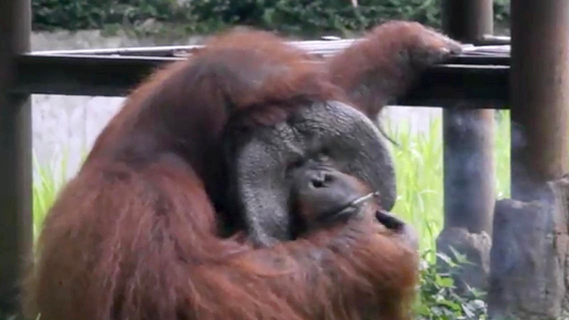 This video frame grab taken on March 4, 2018 and released by the Indonesia Animal Welfare Society March 7 shows a Bornean orangutan named Ozon smoking a cigarette in its zoo enclosure in Bandung. (AFP)