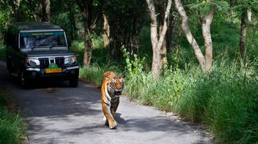 A Bengal tiger walks ahead of a vehicle on Global Tiger Day in the jungles of Bannerghatta National Park, near Bangalore, on July 29, 2015. (AP)