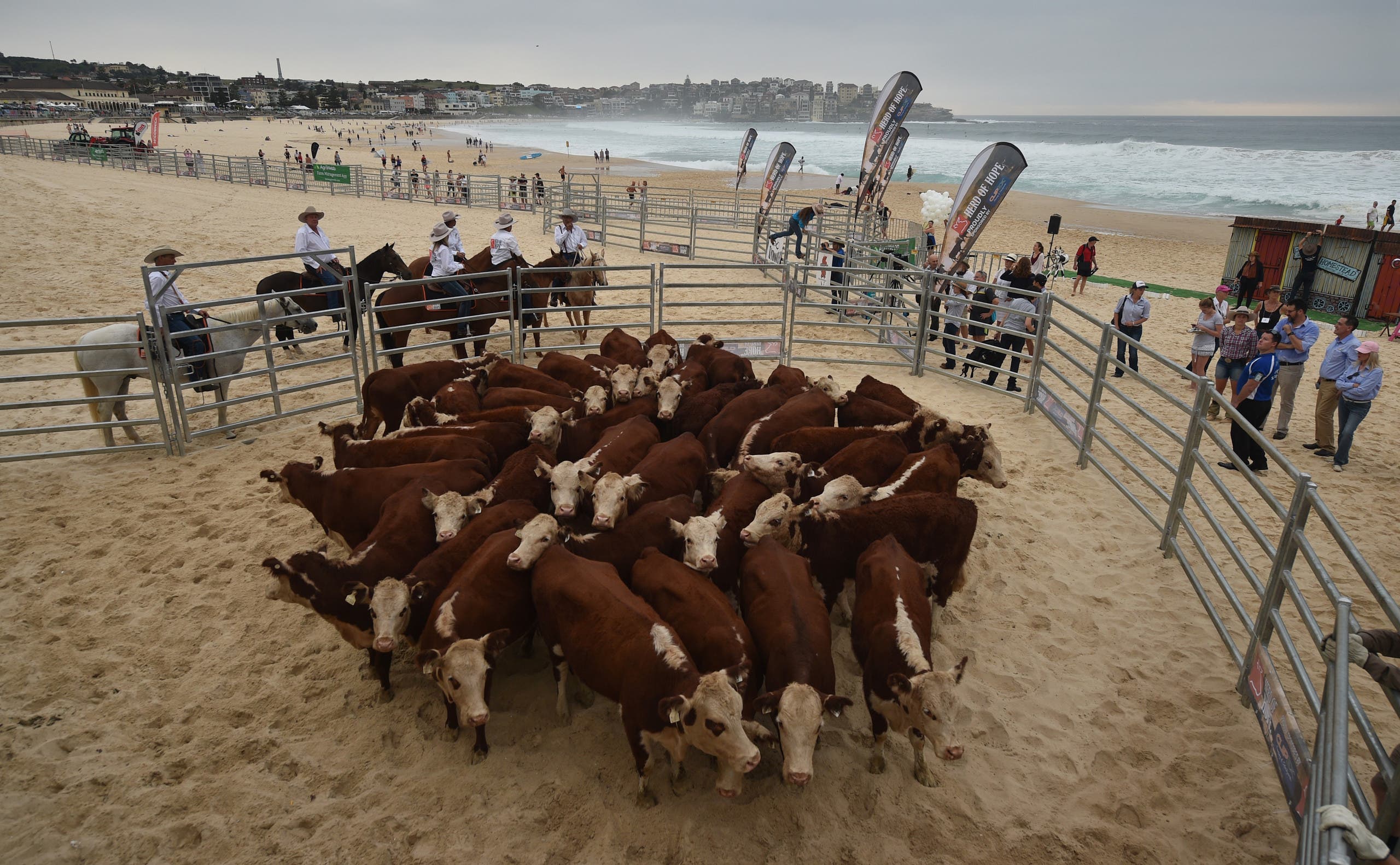 أبقار تجتاح شاطئاً أسترالياً.. لسبب غريب 3f930a62-68fa-4239-932c-927802731ac5