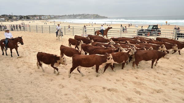 أبقار تجتاح شاطئاً أسترالياً.. لسبب غريب 5c5f94b1-4457-4d5a-845c-7a285a29594c_16x9_600x338