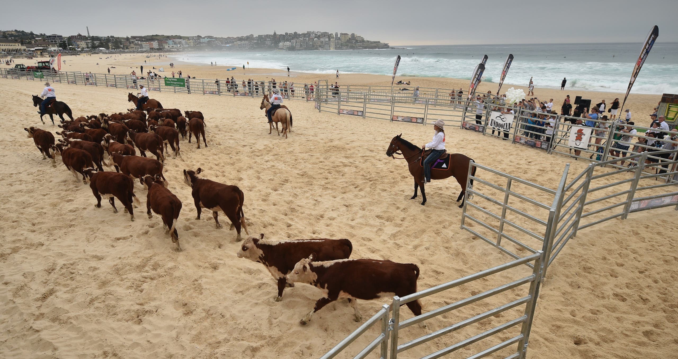 أبقار تجتاح شاطئاً أسترالياً.. لسبب غريب Ee9ef945-ea87-4c6f-8298-deb90ca14d57