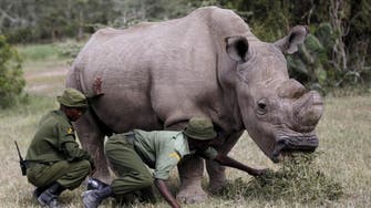 VIDEO: The world's last male northern white rhino has died