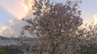 Blossoming almond trees blanket Saudi Arabia’s mountains like snow