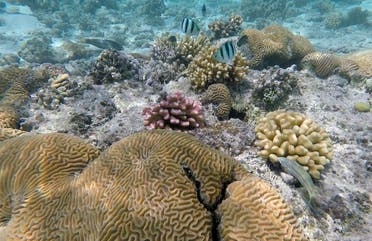 Saudi scubadiver red sea. (AP)