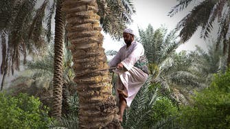 How palm tree pollination has preserved farmers’ jobs in Saudi Arabia 