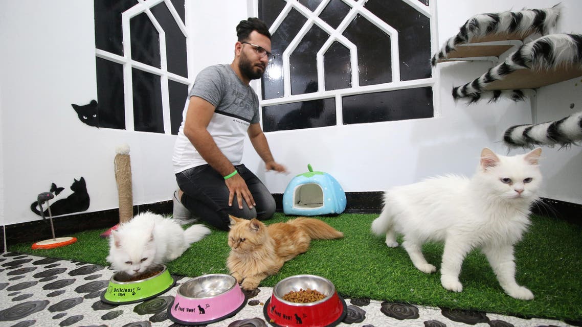 A veterinary medicine student feeds cats in a cat hotel in Basra, Iraq. (Reuters)