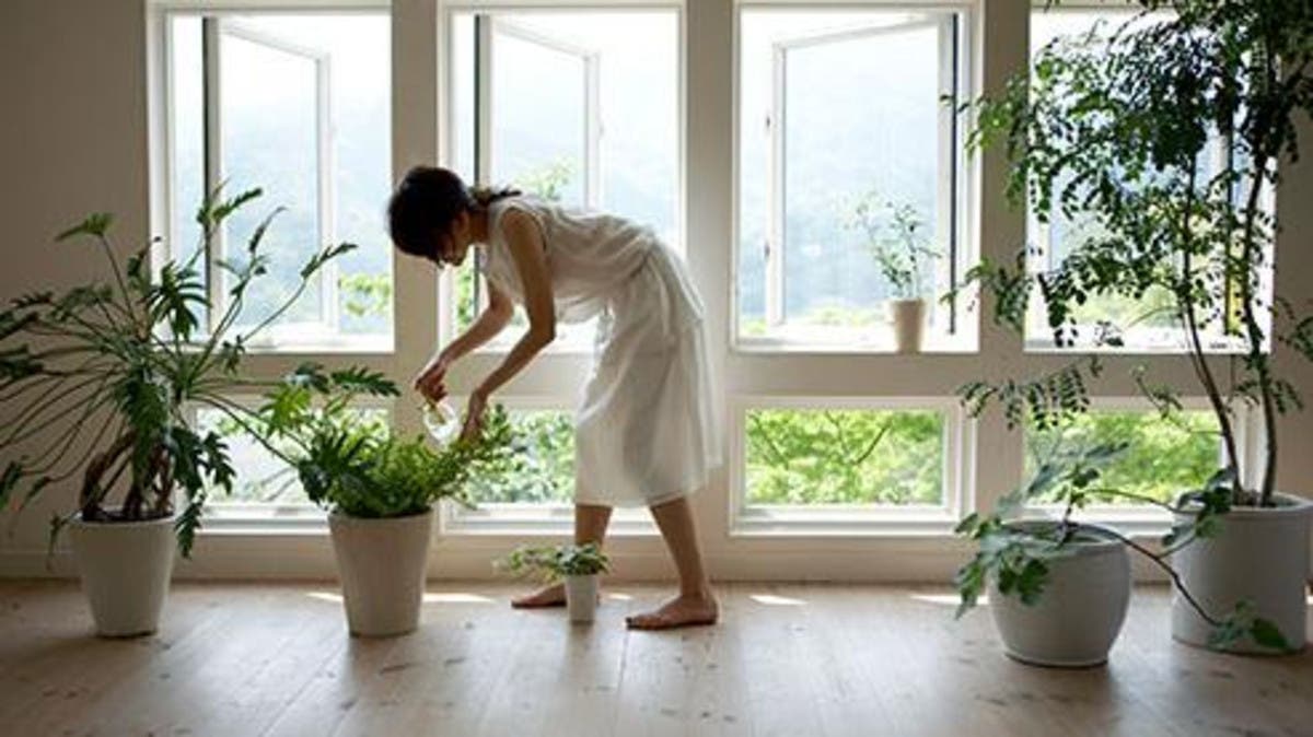 النباتات المنزلية يمكن أن تقلل من تلوث الهواء بنسبة 20%